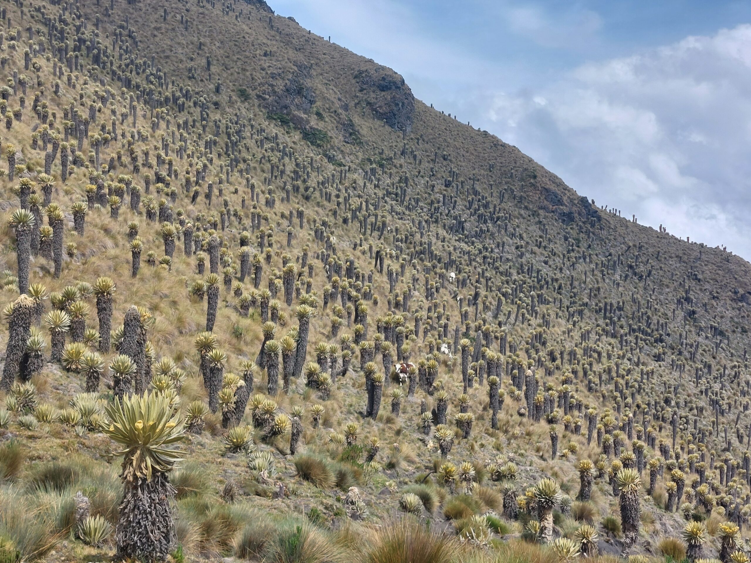 Cows and Frailejons in PN Los Nevados, Colombia
