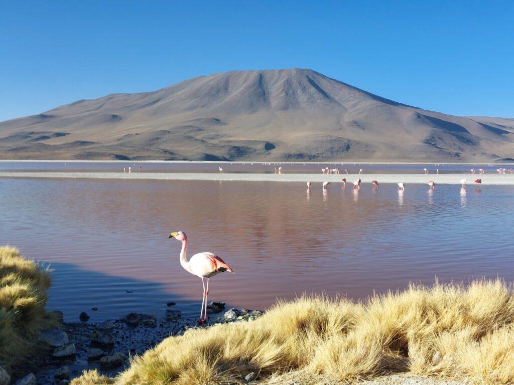 Laguna Colorada, salar de uyuni bolivia