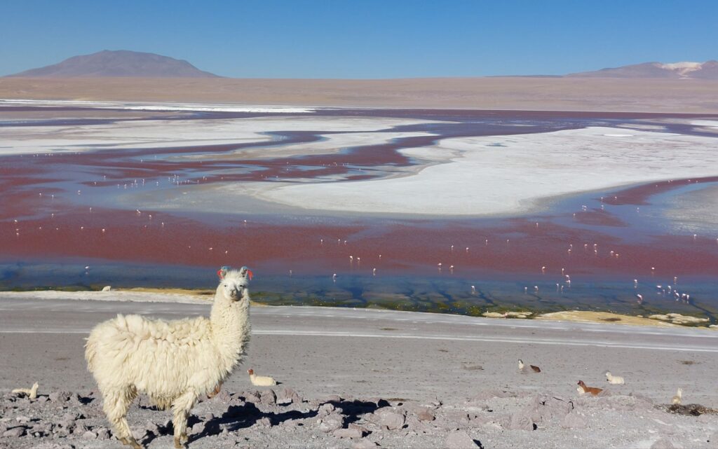 Llama at Laguna Colorada