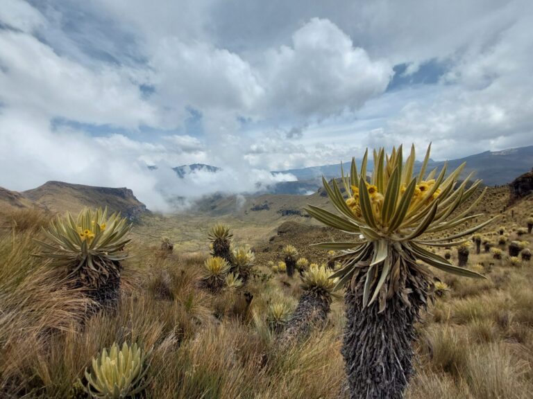 Colombia: Hike Los Nevados without a guide