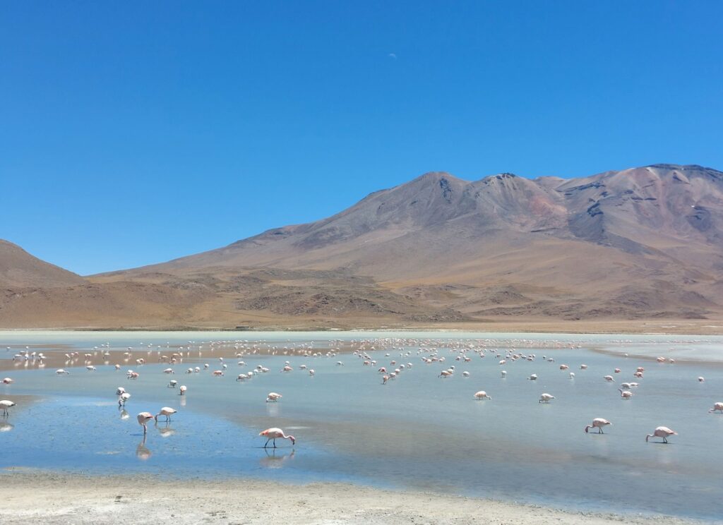 Flamingos at Laguna Hedionda