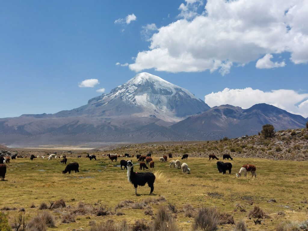 Nevado Sajama with llamas in front. Sajama National Park, Bolivia