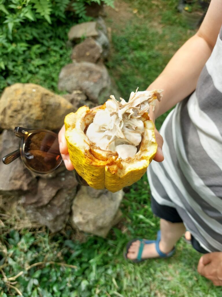 Cacao Pod, right from the tree at Akasha