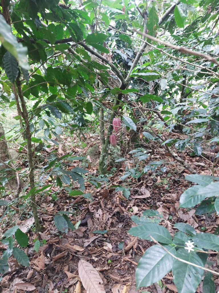 peru chocolate trees and coffee trees